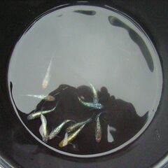 めだか-秋の特別品の画像