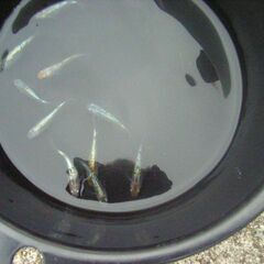 めだか-秋の特別品の画像