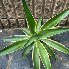 アガベ　鉢付　ベネズエラ　観葉植物の画像