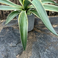 アガベ　鉢付　ベネズエラ　観葉植物の画像