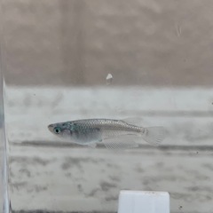 【メダカ屋のんの】オリジナル新品種：ルメールメダカ1ペアの画像