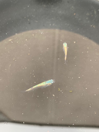 【メダカ屋のんの】オリジナル新品種：ルメールメダカ1ペア