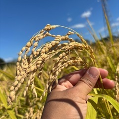りんごの作業！葉取り、つる回し、収穫作業❗️の画像