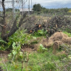 木材 お譲りします。の画像