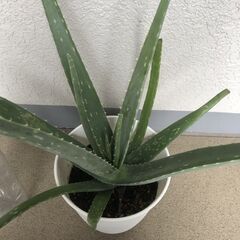 多肉植物　沖縄県産アロエベラの画像