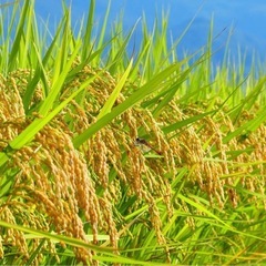 令和7年産　新米コシヒカリ　玄米　30kgの画像