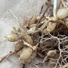 アルストロメリアの球根
の画像