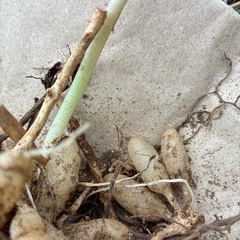 アルストロメリアの球根
の画像