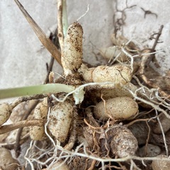 アルストロメリアの球根
の画像