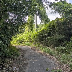 No.C-d770【千葉県横芝光町宮川】山林1筆あげます！