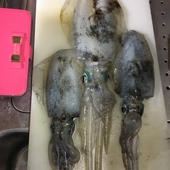 エギング仲間🦑
