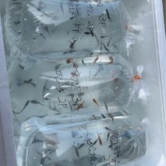 メダカすくいやります