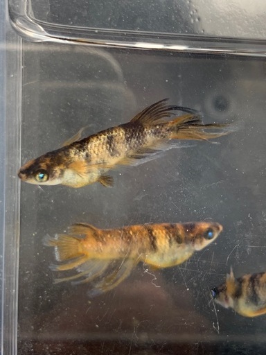 【メダカ屋のんの】金閣メダカオス4匹