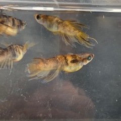 【メダカ屋のんの】金閣メダカオス4匹の画像