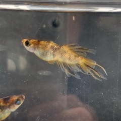 【メダカ屋のんの】金閣メダカオス4匹の画像
