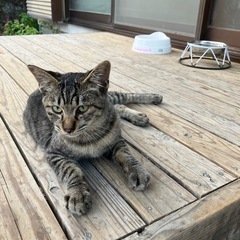 里親募集です。