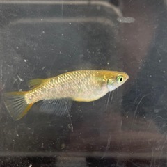 【メダカ屋のんの】金塊メダカ種親1ペアの画像