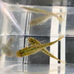 【メダカ屋のんの】金塊メダカ種親1ペアの画像