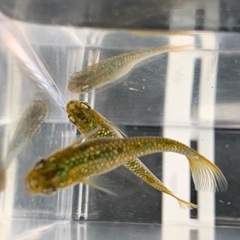 【メダカ屋のんの】金塊メダカ種親1ペアの画像