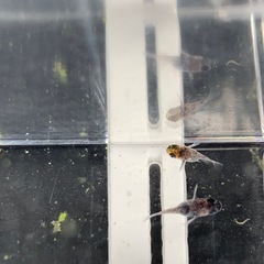 【メダカ屋のんの】和墨スワローダルマ3匹の画像