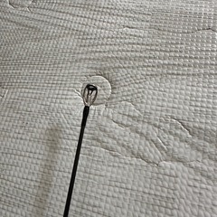 エメラルダス エギング 
セットの画像