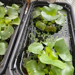 そろそろ最後の募集です『ホテイアオイもらってください』の画像