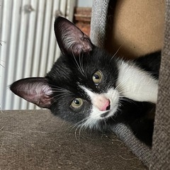 大事に育ててくれる里親様を募集します。