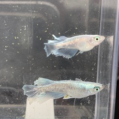 【メダカ屋のんの】グラディオメダカ2ペアの画像