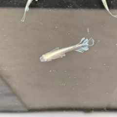 【メダカ屋のんの】グラディオメダカ2ペアの画像