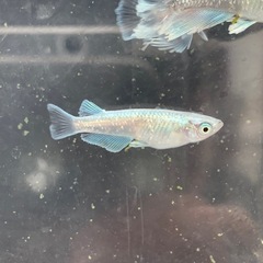 【メダカ屋のんの】グラディオメダカ2ペアの画像