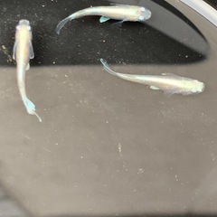 【メダカ屋のんの】グラディオメダカ2ペアの画像