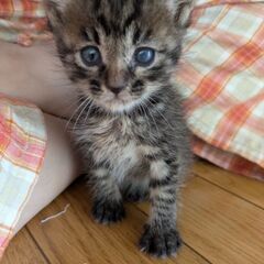 1ヶ月半　キジトラ　オス