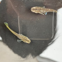 【メダカ屋のんの】フロマージュメダカ1ペア種親の画像