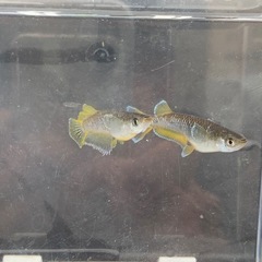 【メダカ屋のんの】フロマージュメダカ1ペア種親の画像