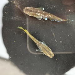 【メダカ屋のんの】フロマージュメダカ1ペア種親の画像