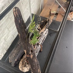 流木NO27の画像