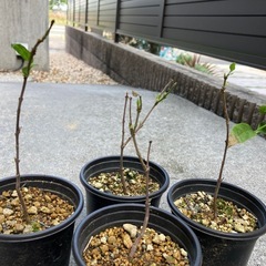 蝋梅福寿（ロウバイ）　苗木4potの画像