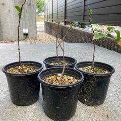 蝋梅福寿（ロウバイ）　苗木4potの画像