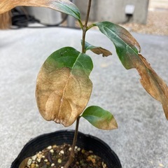 蝋梅福寿（ロウバイ）　苗木②の画像