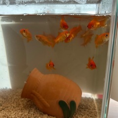 金魚（5から10匹）の画像