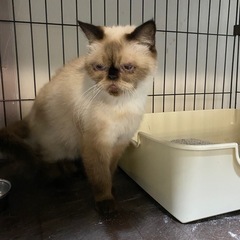 エキゾチックショートヘア　猫　9才