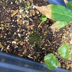 蝋梅福寿（ロウバイ）苗木　お好きな苗を選んでくださいの画像