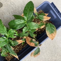 蝋梅福寿（ロウバイ）苗木　お好きな苗を選んでくださいの画像