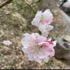 【残り1点】　花桃の画像