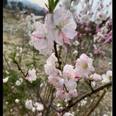 【残り1点】　花桃の画像