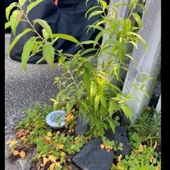 【残り1点】　花桃の画像