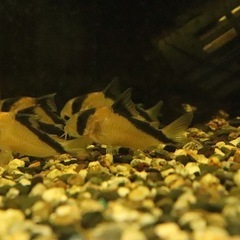 熱帯魚恵庭　期間限定！‼️コリドラス　デビットサンジィ　1匹→900円の画像