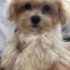 マルプー🐕 ͗ ͗