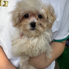 マルプー🐕 ͗ ͗ - 八女市