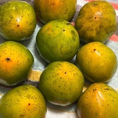 無農薬　干し柿用　渋柿2kg　愛宕柿　りんごサイズの画像